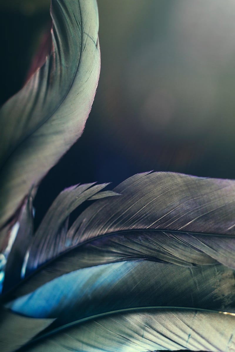 Mystical Forest